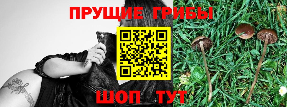 Псилоцибиновые грибы мухоморы Северобайкальск